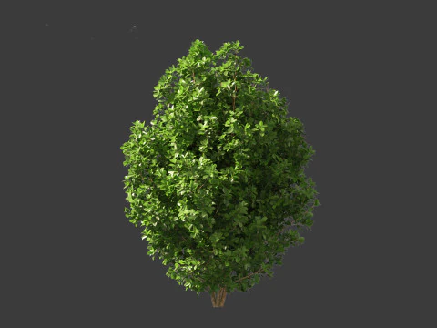 Rhamnus frangula - glossy buckthorn 3D Model