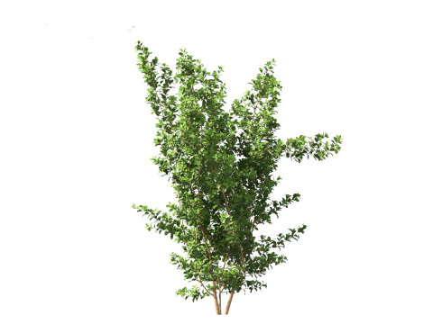 Rhamnus frangula - glossy buckthorn 3D Model