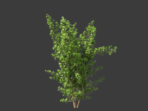 Rhamnus frangula - glossy buckthorn 3D 모델