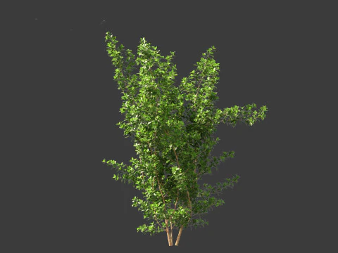 Rhamnus frangula - glossy buckthorn 3D Model
