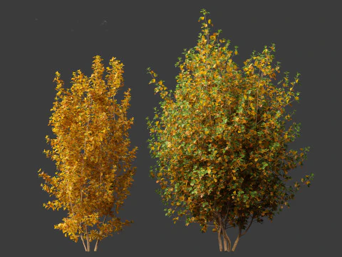 Rhamnus frangula - glossy buckthorn 3D Model