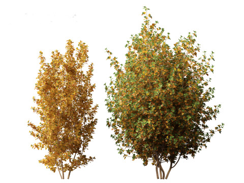 Rhamnus frangula - glossy buckthorn 3D 모델