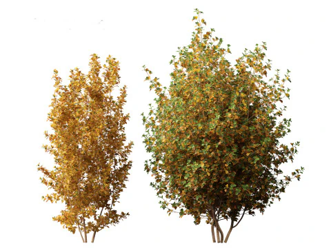 Rhamnus frangula - glossy buckthorn 3D Model
