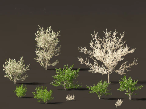 Prunus Spinosa - ブラックソーン プラム 3Dモデル