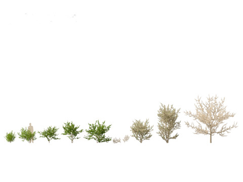 Prunus spinosa -blackthorn plum 3D Модель