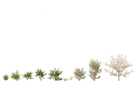 Prunus spinosa -blackthorn plum 3D Model