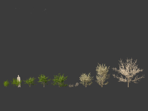 Prunus spinosa -blackthorn plum 3D Модель