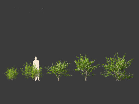 Prunus spinosa -blackthorn plum 3D Модель
