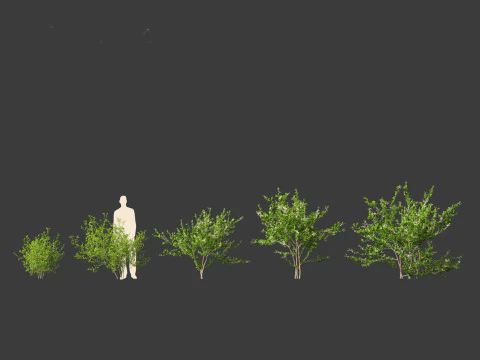 Prunus spinosa -blackthorn plum 3D Model