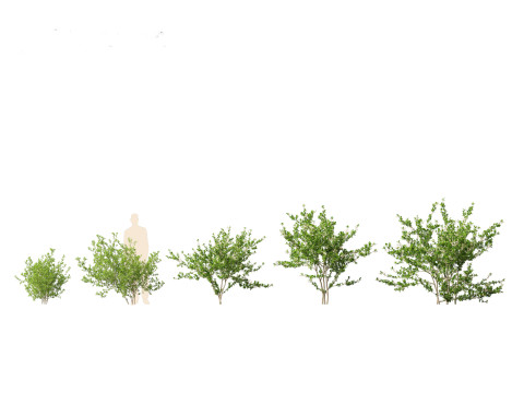 Prunus spinosa -blackthorn plum 3D Модель