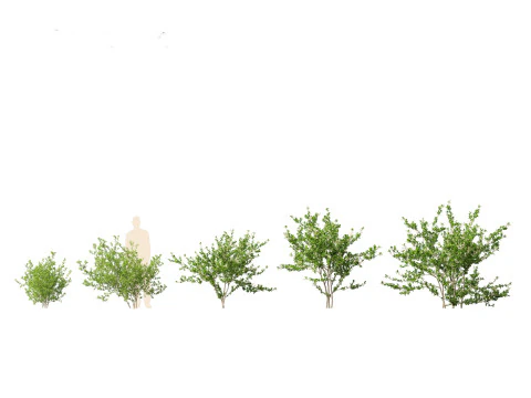 Prunus spinosa -blackthorn plum 3D Model