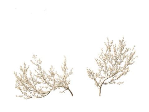 Prunus spinosa -blackthorn plum 3D Model