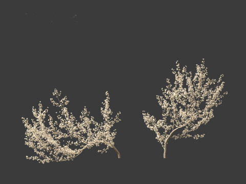 Prunus spinosa -blackthorn plum 3D Модель