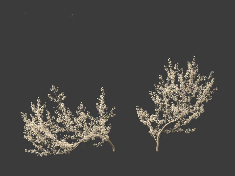 Prunus spinosa -blackthorn plum 3D Model