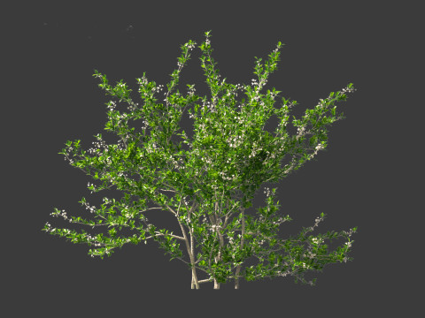 Prunus spinosa -blackthorn plum 3D Модель