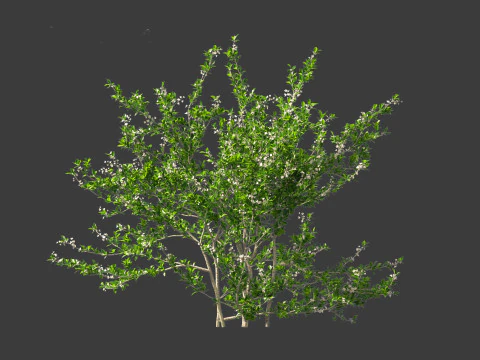Prunus spinosa -blackthorn plum 3D Model