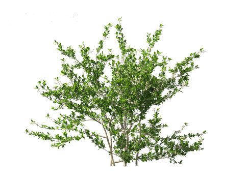 Prunus spinosa -blackthorn plum 3D Модель