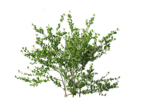 Prunus spinosa -blackthorn plum 3D Model