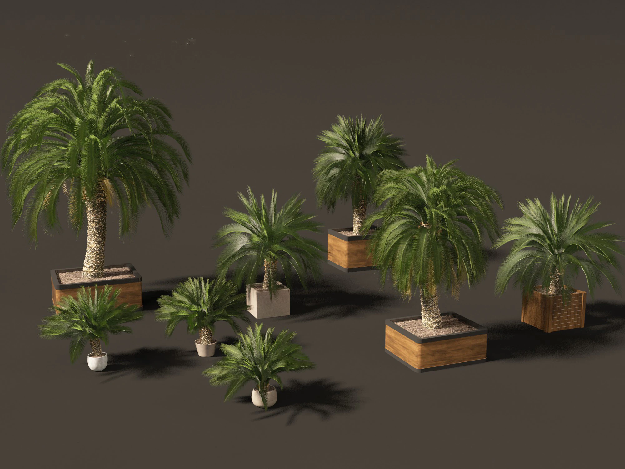 Macrozamia moorei - Cycad Palm 01 3D Model .c4d .max .obj .3ds .fbx .stl .blend 
