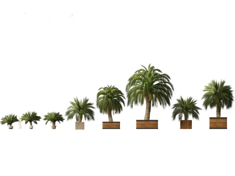 Macrozamia moorei - Cycad Palm 01 3D Model