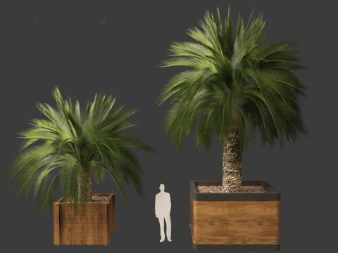 Macrozamia moorei - Cycad Palm 01 Model 3D