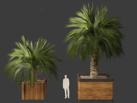 Macrozamia moorei - Cycad Palm 01 3D Model
