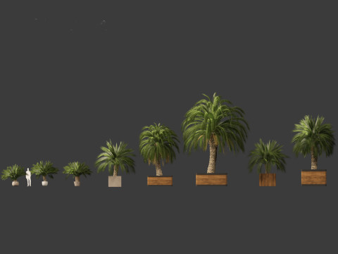 Macrozamia moorei - Cycad Palm 01 Model 3D
