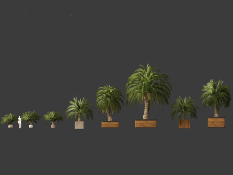 Macrozamia moorei - Cycad Palm 01 3D Model