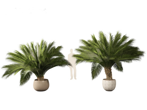 Macrozamia moorei - Cycad Palm 01 Model 3D