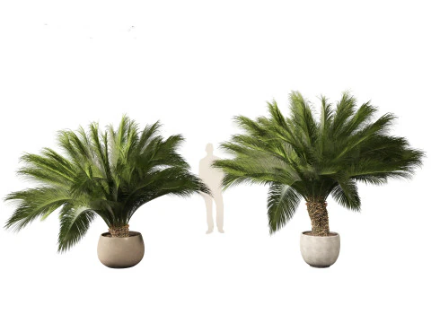 Macrozamia moorei - Cycad Palm 01 3D Model