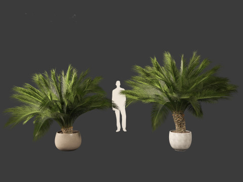 Macrozamia moorei - Cycad Palm 01 Model 3D