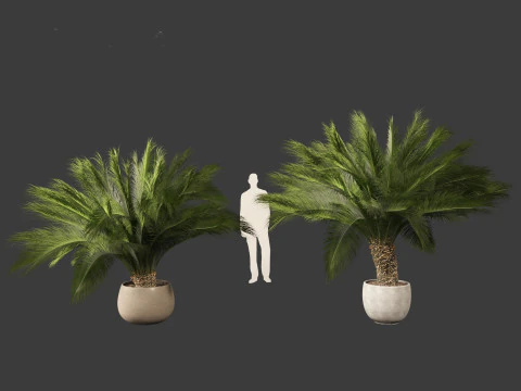 Macrozamia moorei - Cycad Palm 01 3D Model