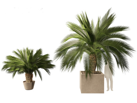 Macrozamia moorei - Cycad Palm 01 Model 3D