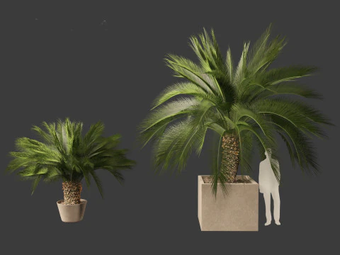 Macrozamia moorei - Cycad Palm 01 3D Model