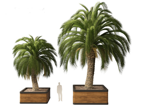 Macrozamia moorei - Cycad Palm 01 Model 3D