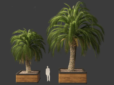 Macrozamia moorei - Cycad Palm 01 3D Model