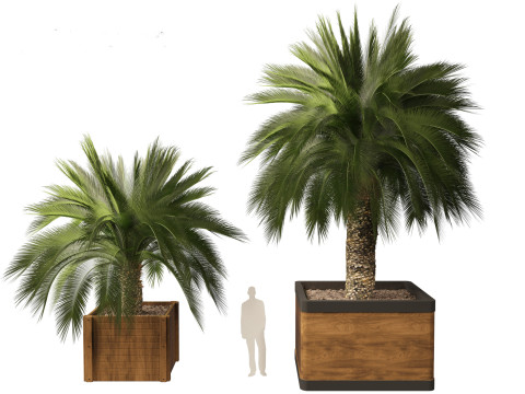 Macrozamia moorei - Cycad Palm 01 Model 3D