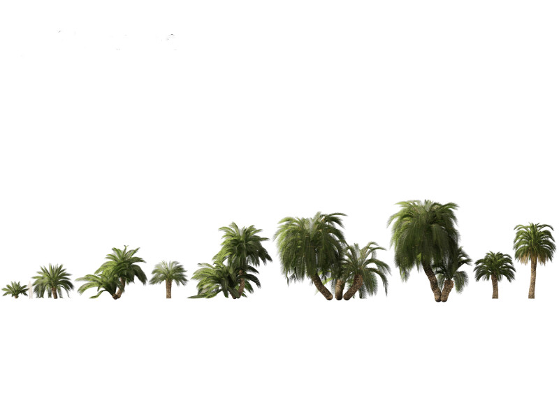 Macrozamia moorei - Cycad Palm 02 3D 모델 .c4d .max .obj .3ds .fbx .stl .blend 