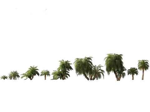 Macrozamia moorei - Cycad Palm 02 Modelo 3D