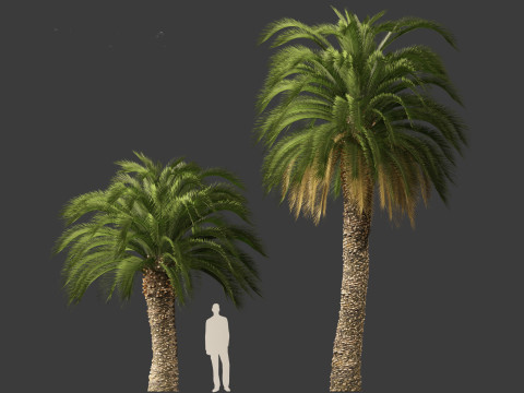 Macrozamia moorei - Cycad Palm 02 3D 모델