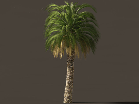 Macrozamia moorei - Cycad Palm 02 3D 모델