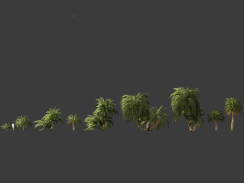 Macrozamia moorei - Cycad Palm 02 3D 모델