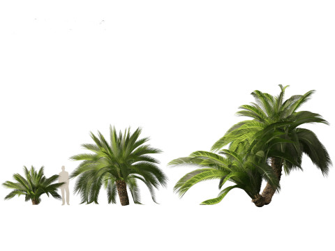 Macrozamia moorei - Cycad Palm 02 3D 모델