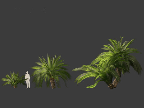 Macrozamia moorei - Cycad Palm 02 3D 모델