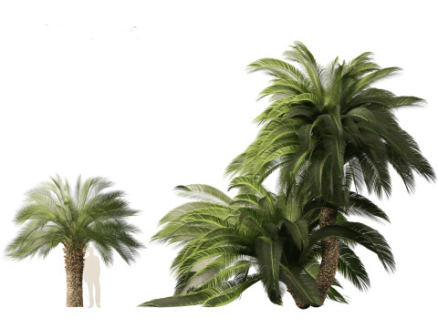 Macrozamia moorei - Cycad Palm 02 3D 모델