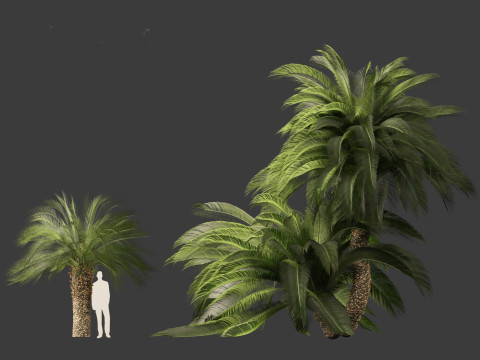 Macrozamia moorei - Cycad Palm 02 3D 모델
