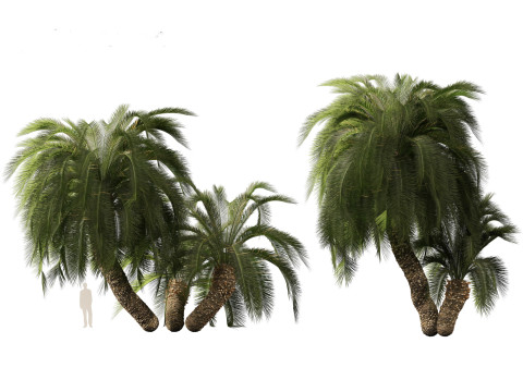 Macrozamia moorei - Cycad Palm 02 3D 모델