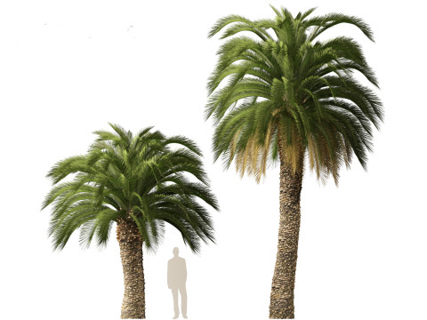 Macrozamia moorei - Cycad Palm 02 3D 모델