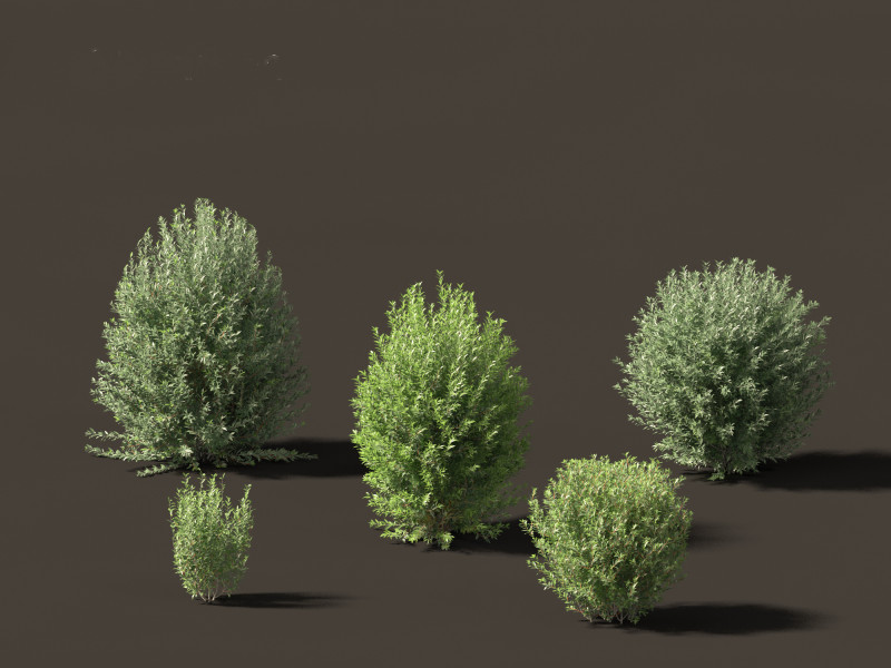 Ligustrum vulgare - European privet 01 3Dモデル .c4d .max .obj .3ds .fbx .stl .blend 