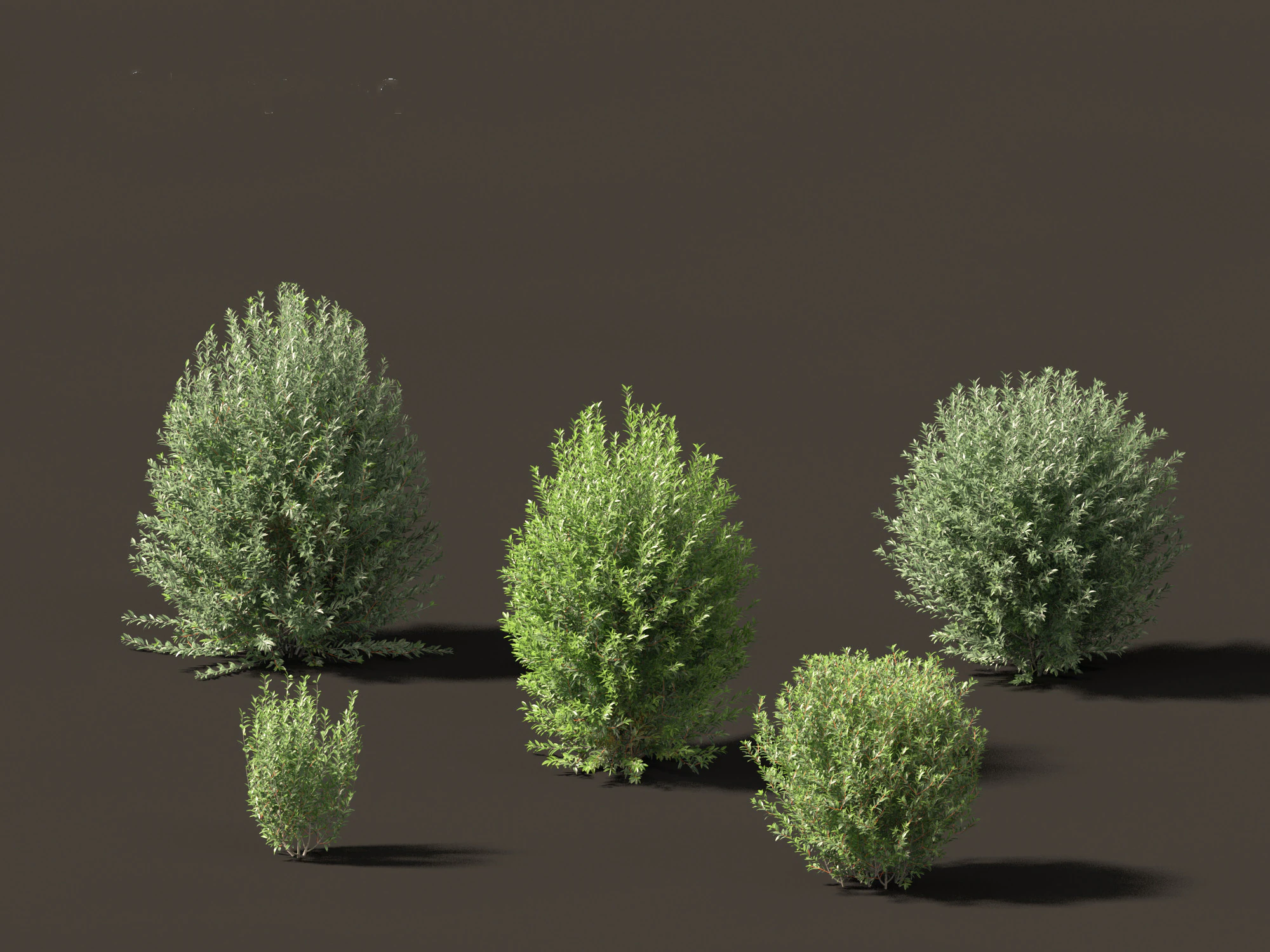 Ligustrum vulgare - European privet 01 3D Model .c4d .max .obj .3ds .fbx .stl .blend 
